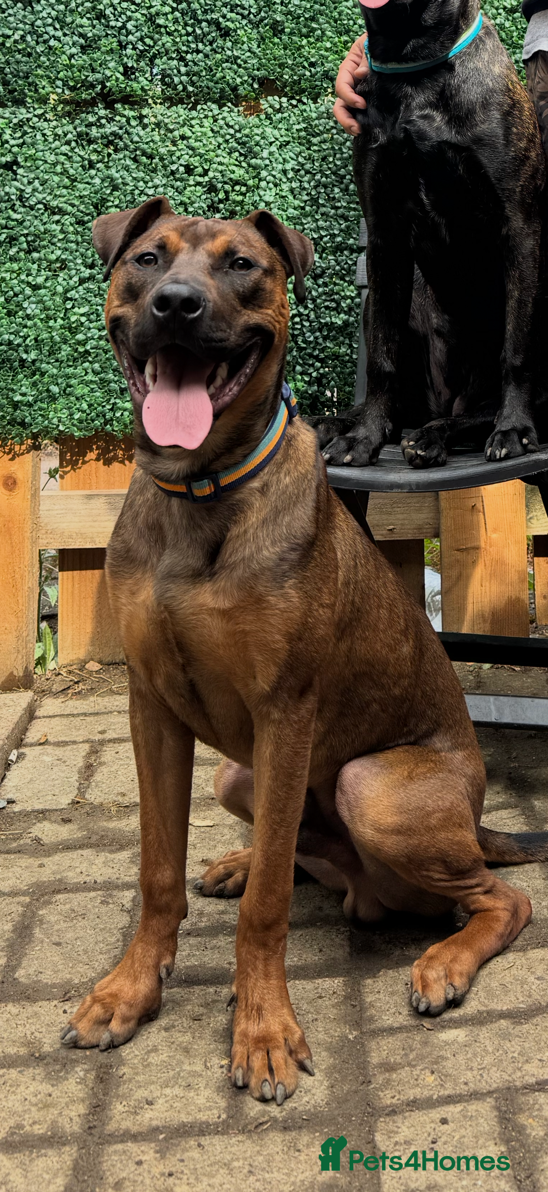 Mixed Breed dogs for sale: Dutch herder x pressa canario  - Image 5