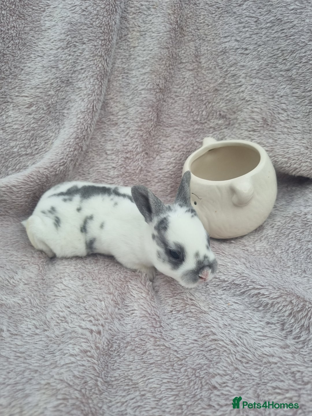 Rex rabbits for sale: Mini rex babies available  - Image 4