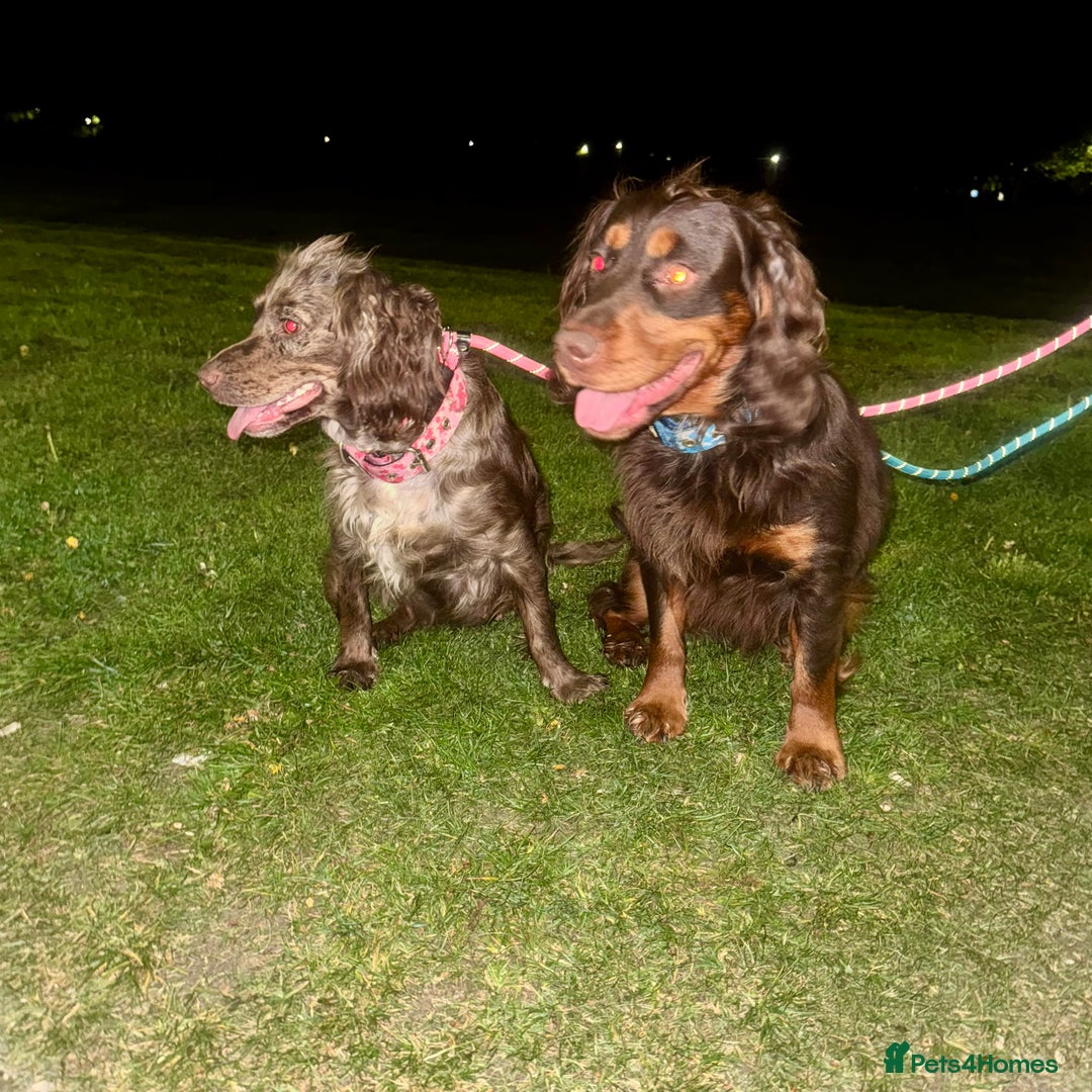 Cocker Spaniel dogs for sale: 🐶THE 8 MISFITS of SHEER BEAUTY🐶 - Advert 27