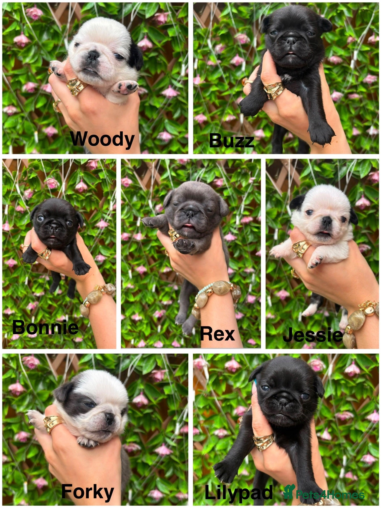 Pug dogs Kc registered pug puppies  - Advert 1