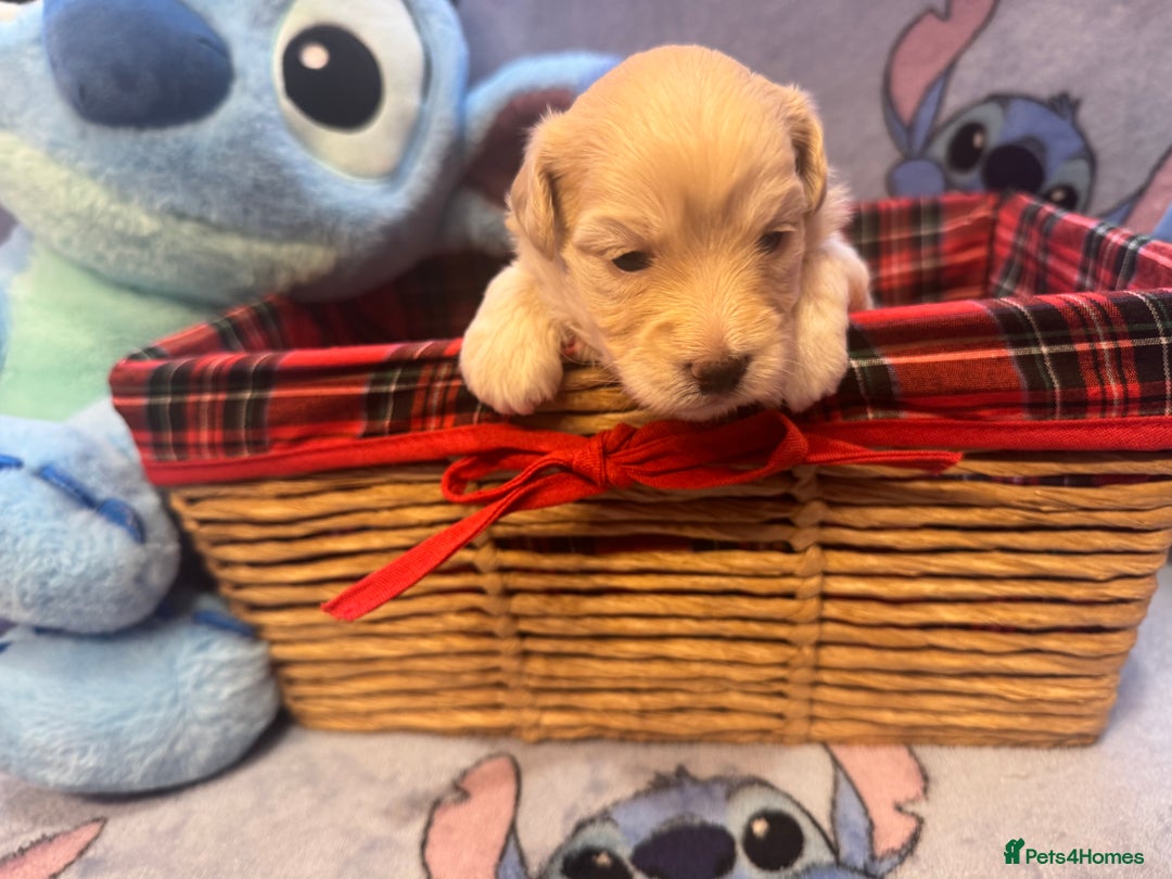 Maltipoo dogs for sale: Fluffballs of Joy 🐾💛 ready to melt your heart! - Image 13