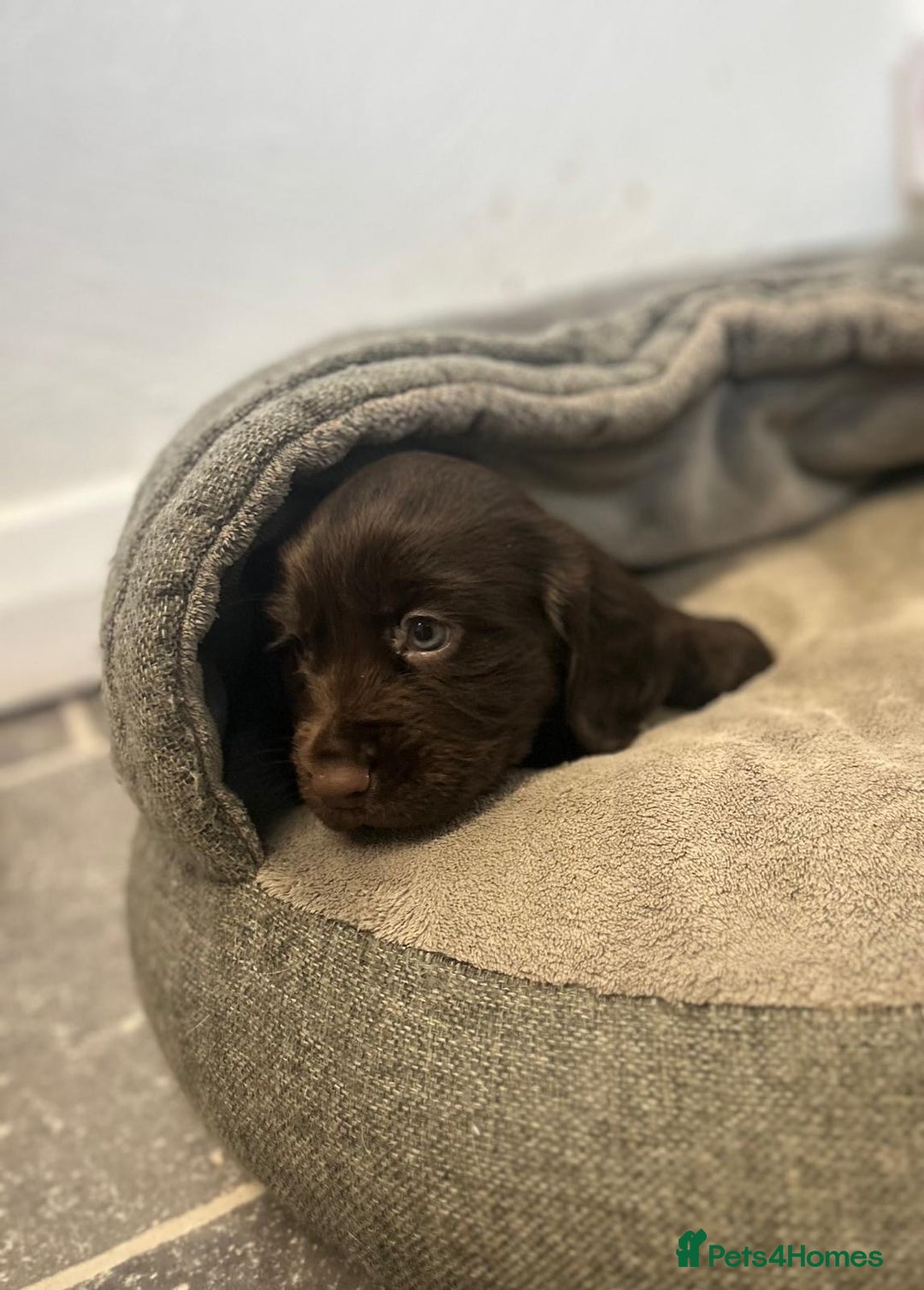 Cocker Spaniel dogs for sale: Full of character  - Image 2