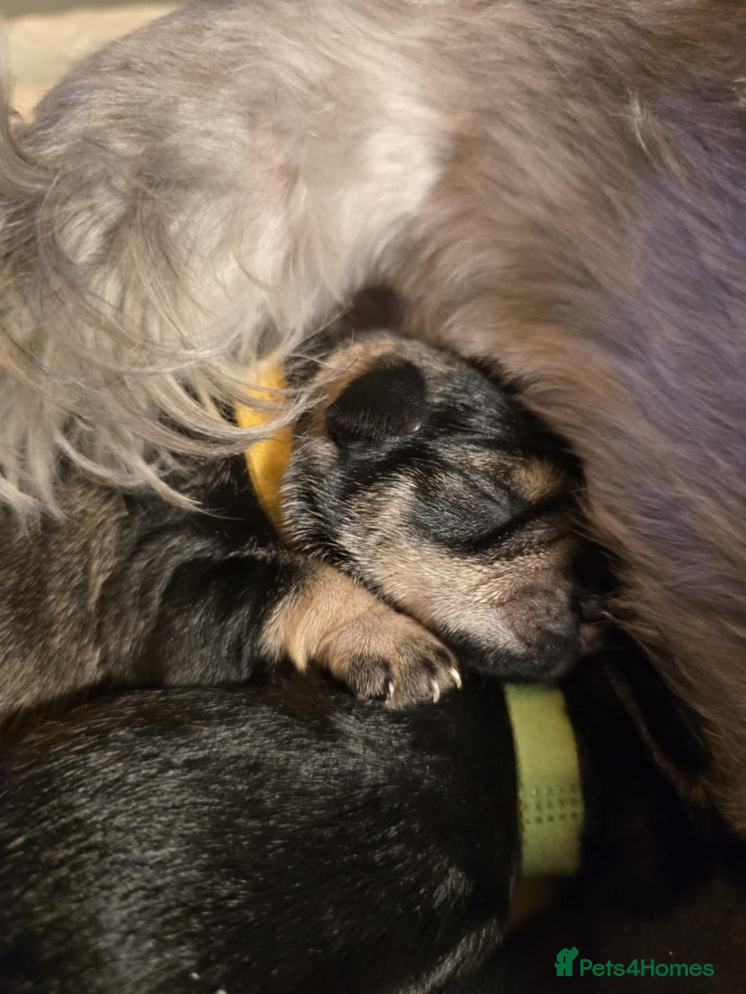 Miniature Schnauzer dogs for sale: Miniature Schnauzer - Advert 6