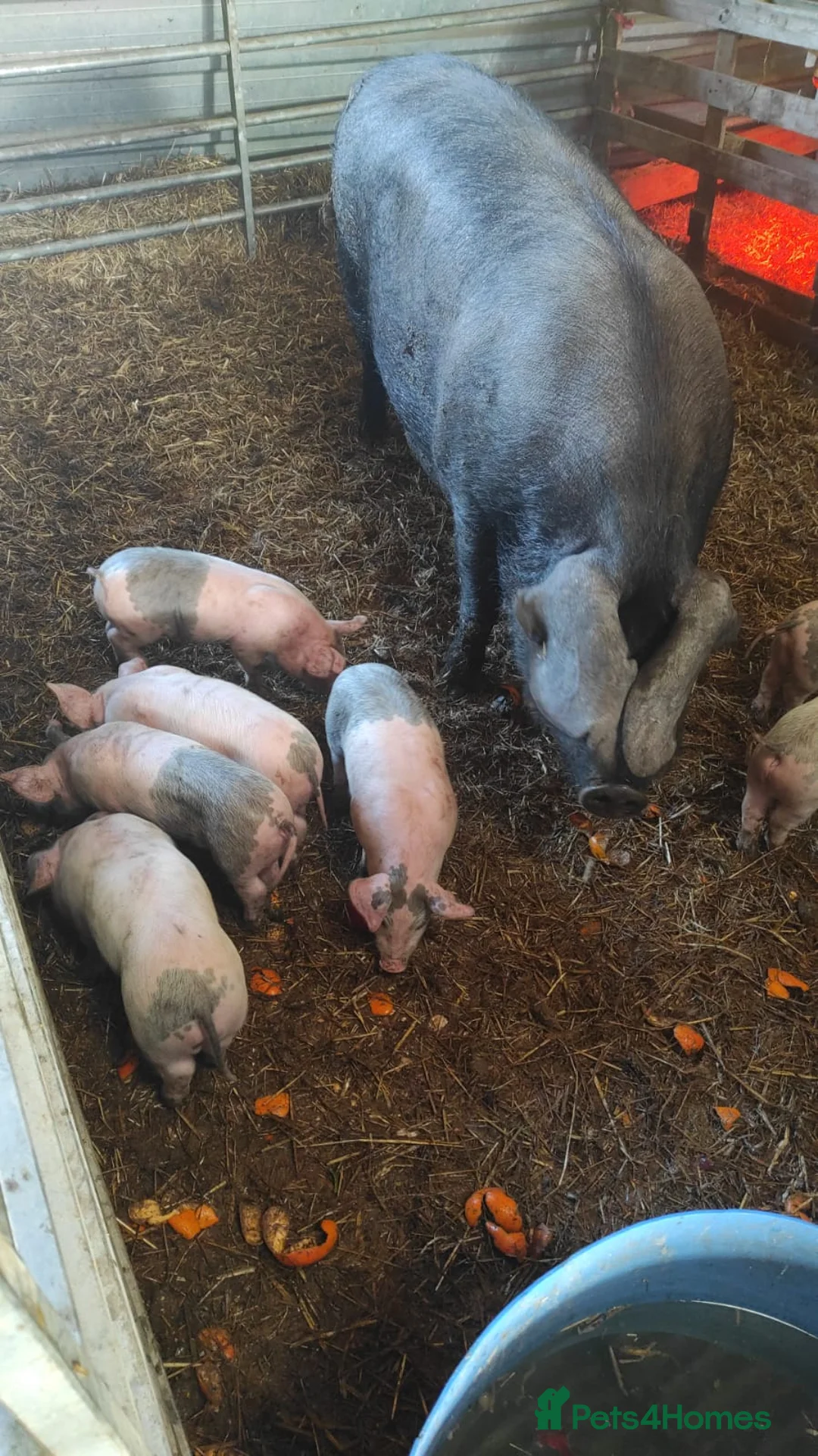 Pig livestock for sale: Piglets Pedigree Large Black Sow Large White Boar. - Advert 1