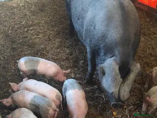 Pig livestock Piglets Pedigree Large Black Sow Large White Boar. - Advert 1