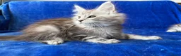 Maine Coon cats for sale: Maine coon kittens registered with GCCF - Advert 23