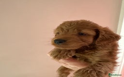 Cavapoo dogs for sale: Beautiful TOY Cavapoo puppies  - Image 9