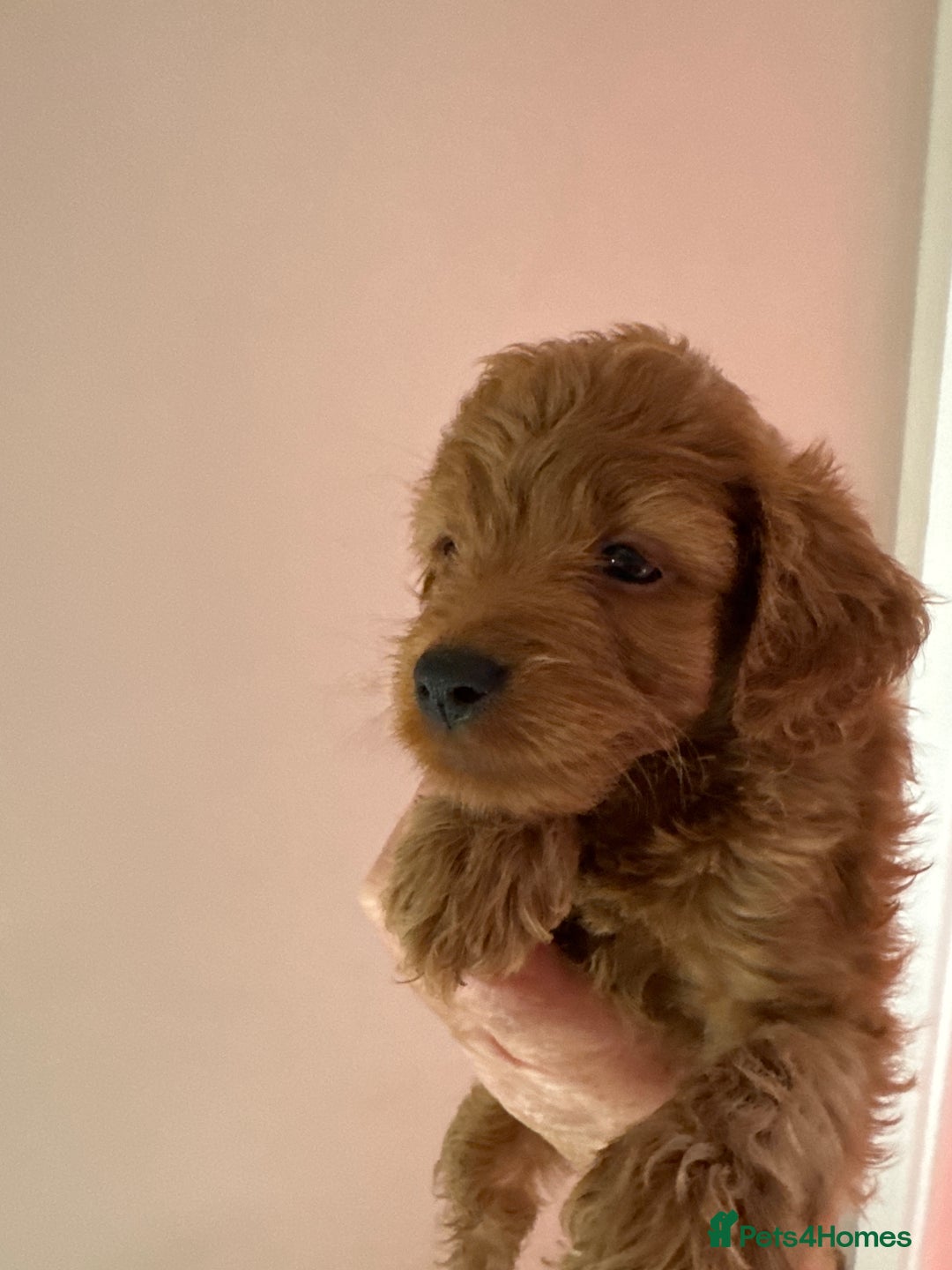 Cavapoo dogs for sale: Beautiful TOY Cavapoo puppies  - Image 9