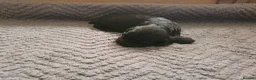 Cocker Spaniel dogs for sale: Kc reg working cocker spaniel puppies  - Advert 8