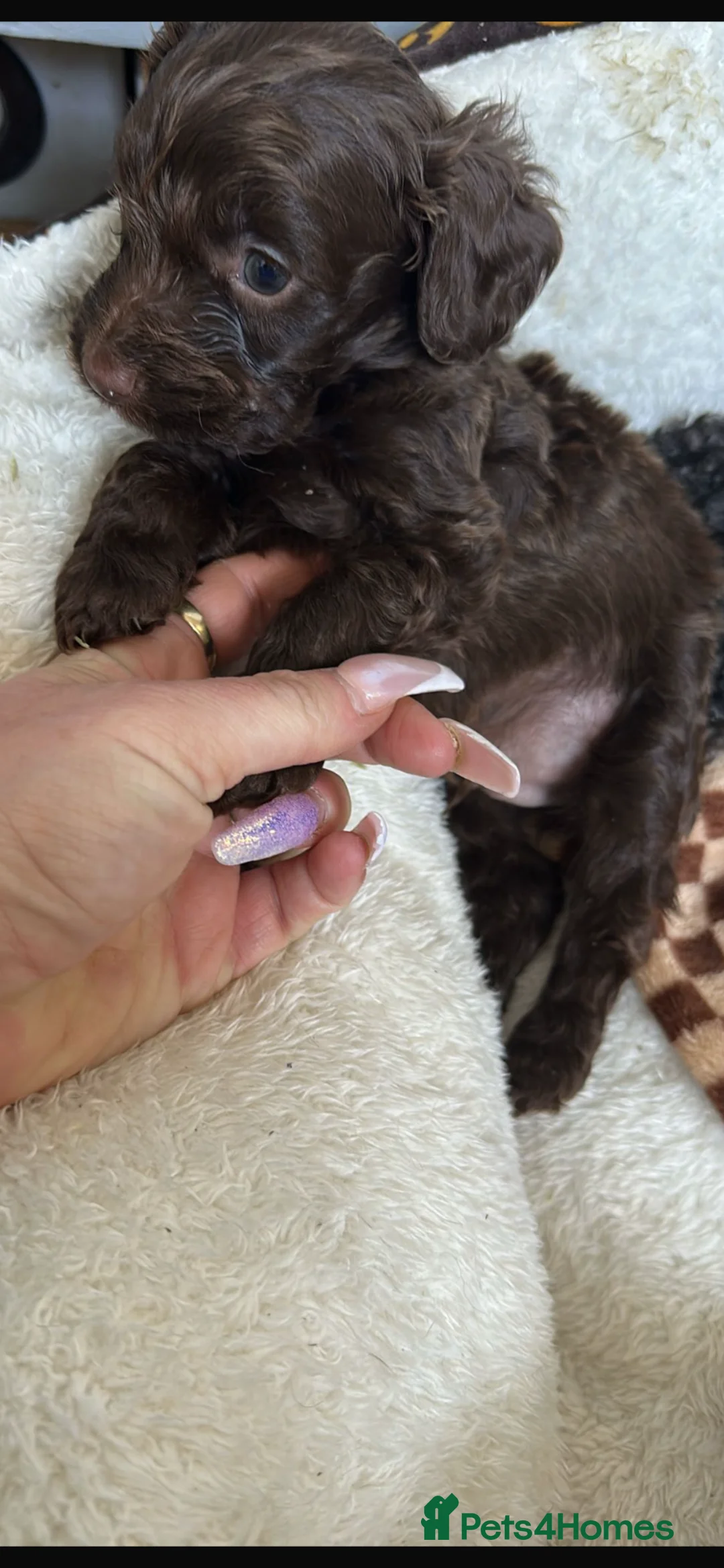 Cavapoo dogs for sale: Chocolate cavapoo boy  in Wakefield - Advert 4