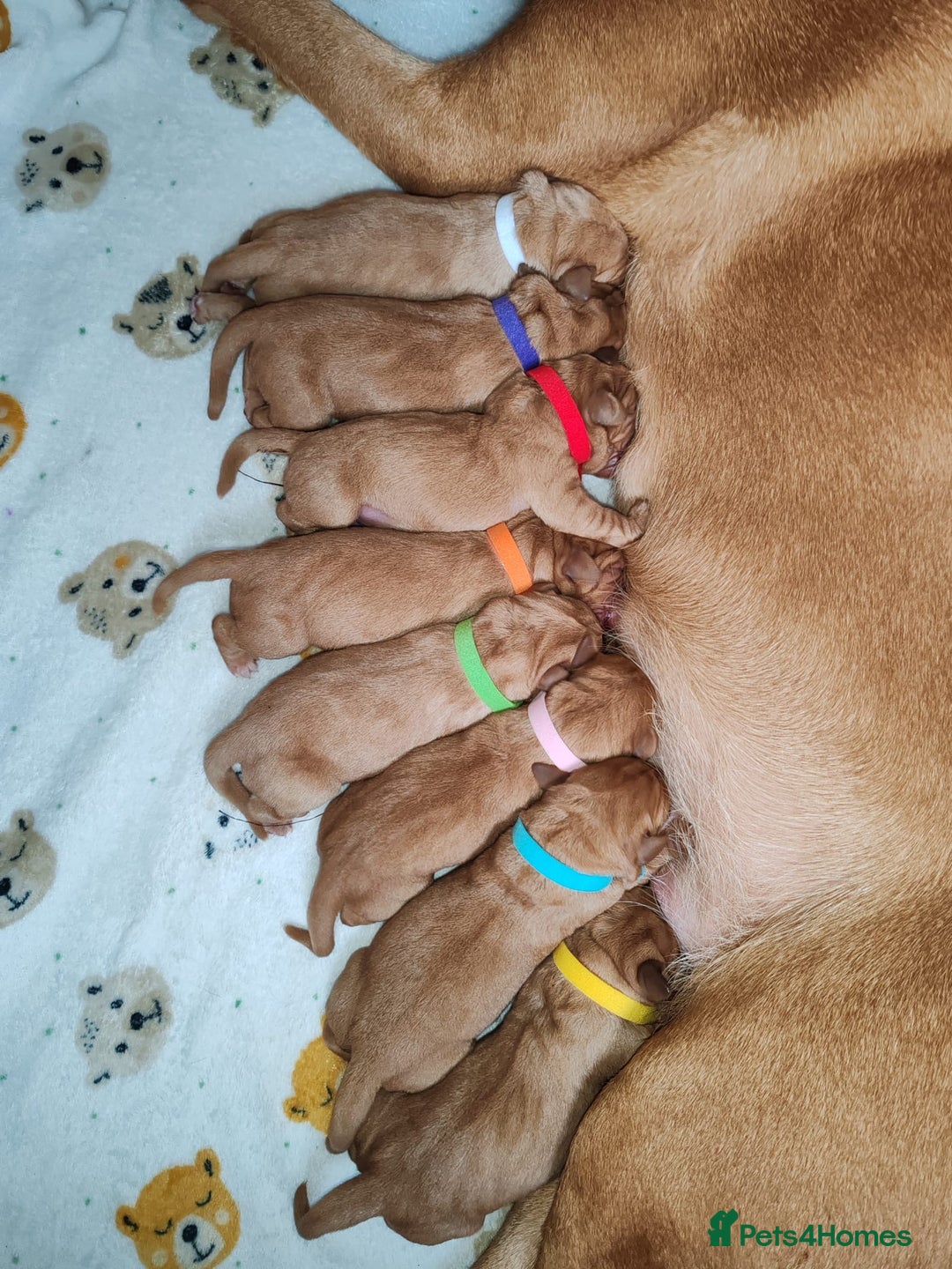 Labrador Retriever dogs for sale: Labrador Puppies (FOX RED) 5 Boys Available  - Advert 4