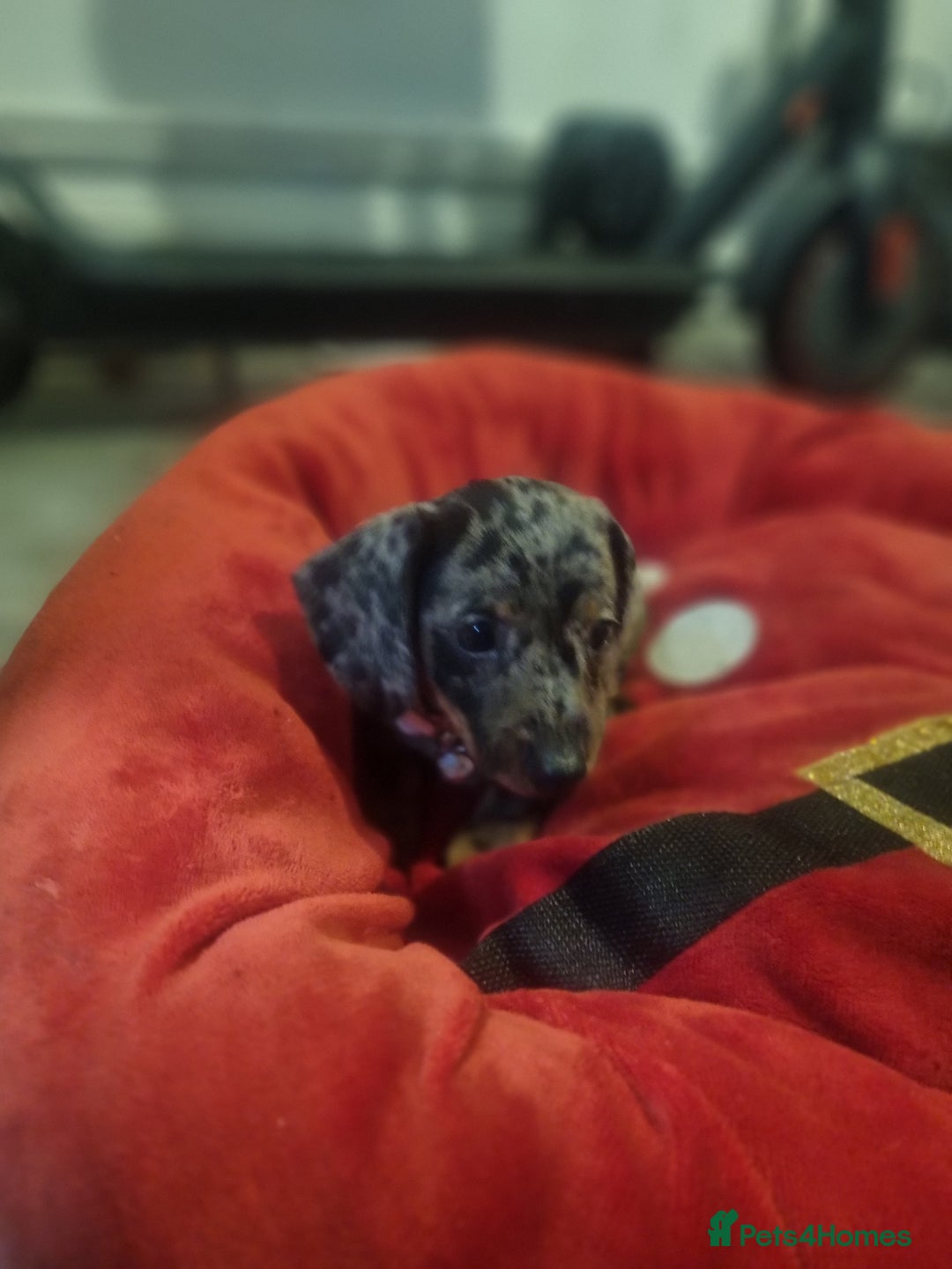 Miniature Dachshund dogs for sale: Miniature Dachshund  - Advert 7