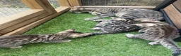 Bengal cats for sale: Bengal / British shorthair  - Advert 11