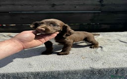 Cocker Spaniel dogs for sale: KC Cocker Spaniel pups  - Image 5
