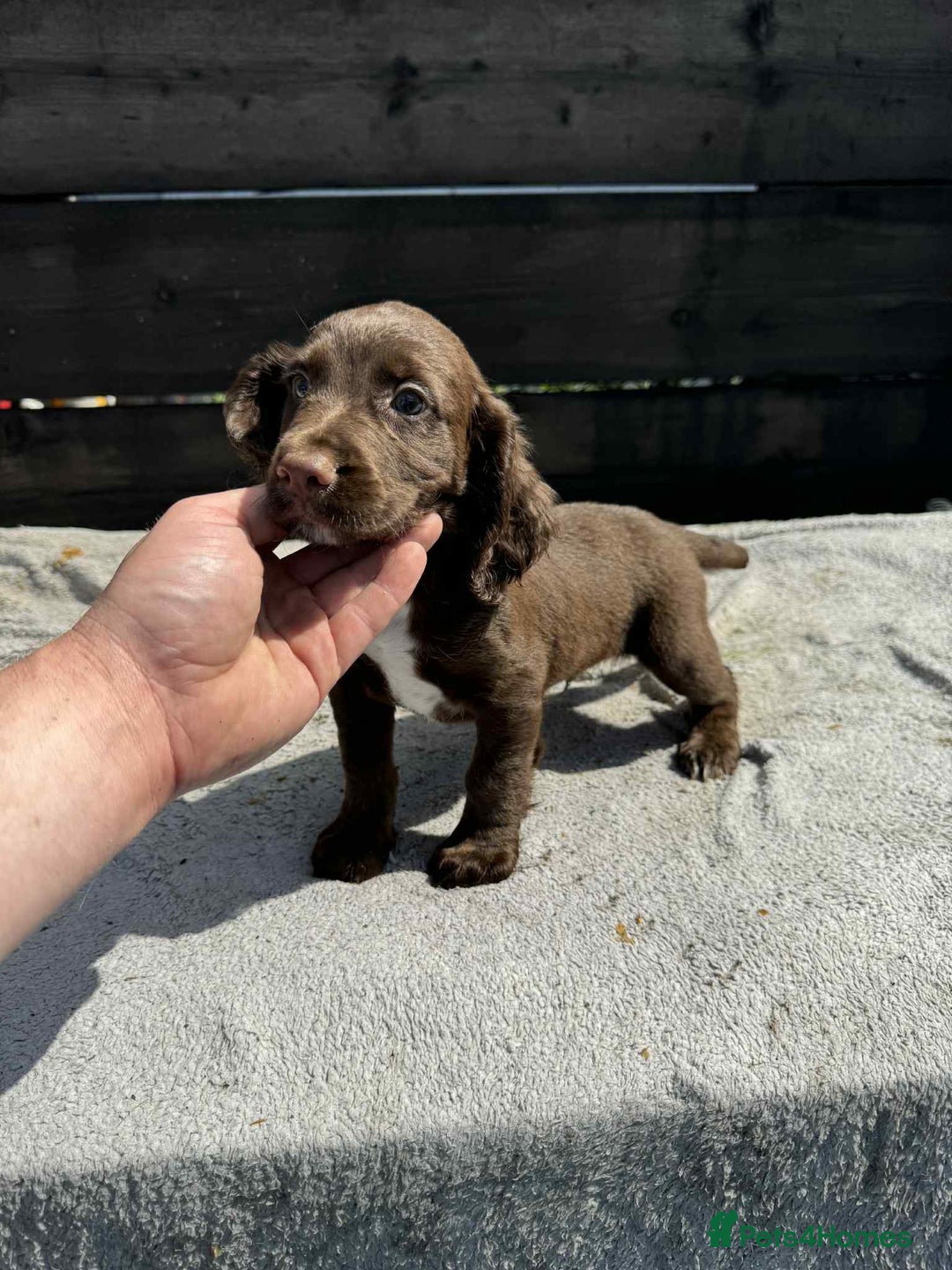 Cocker Spaniel dogs for sale: KC Cocker Spaniel pups  - Image 5