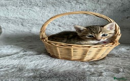 Bengal cats for sale: Stunning bengal kittens for sale to loving home - Image 17