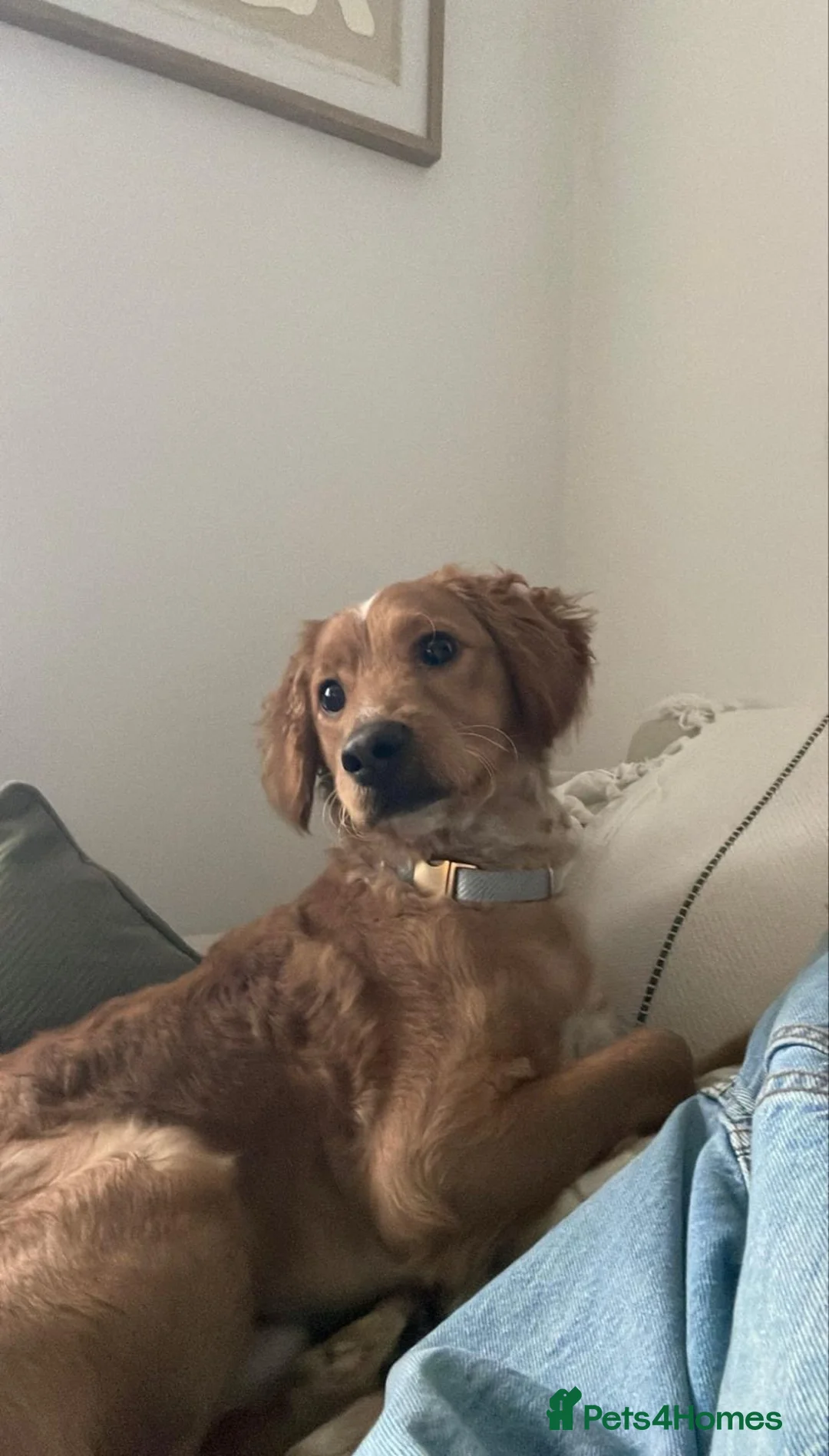 Cockapoo dogs for sale: 1 year old male cockapoo - Advert 4