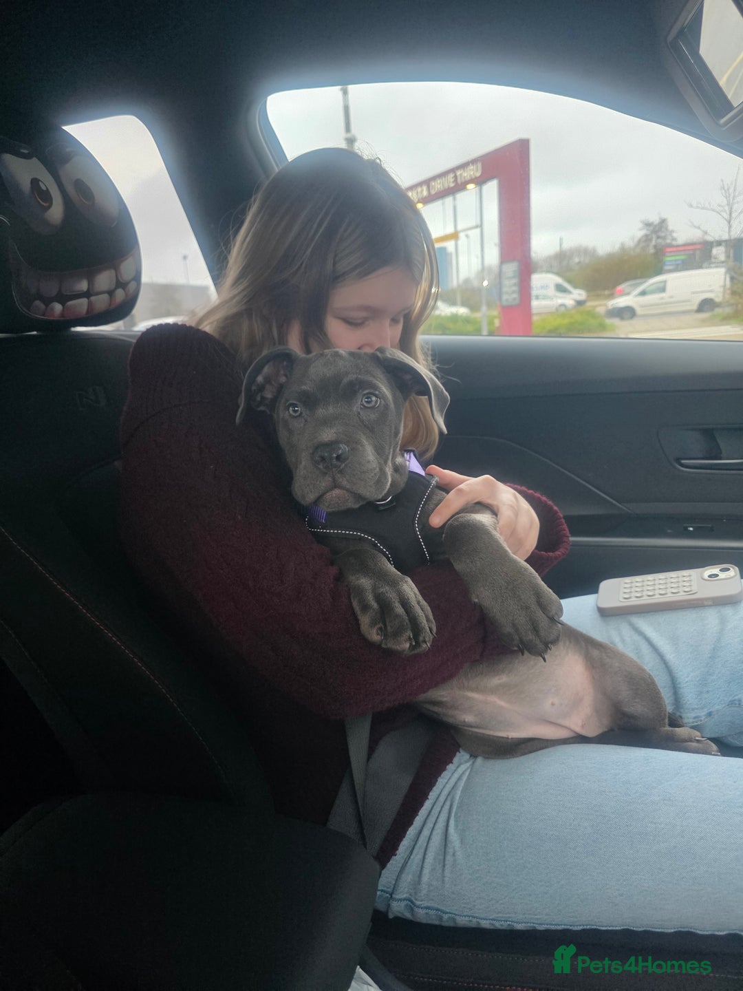 Cane Corso dogs for sale: Blue Cane Corso Puppy (female) - Advert 5