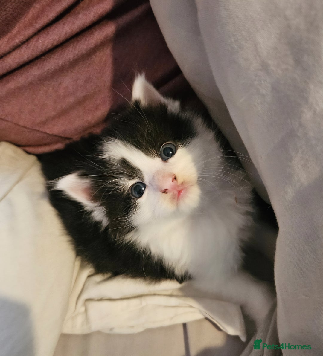 Mixed Breed cats for sale: 2 fluffy boys - Image 11