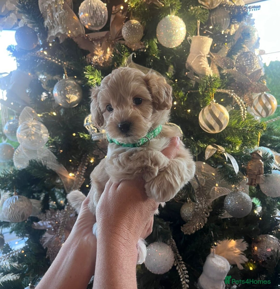 Maltipoo dogs for sale: Toy Maltipoo Puppies - Advert 1