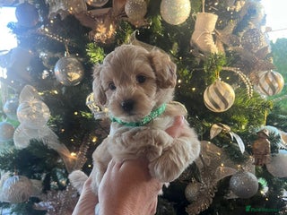 Maltipoo dogs Toy Maltipoo Puppies - Advert 3