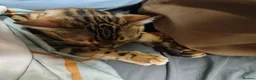 Bengal cats for sale: Cuddly affectionate lapcat - Advert 6