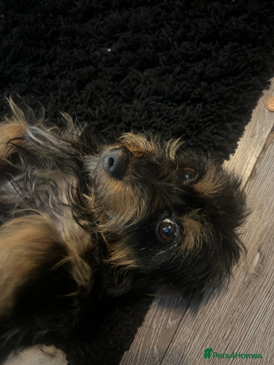 Mixed Breed dogs for sale: Jackapoo frenchy - Advert 26