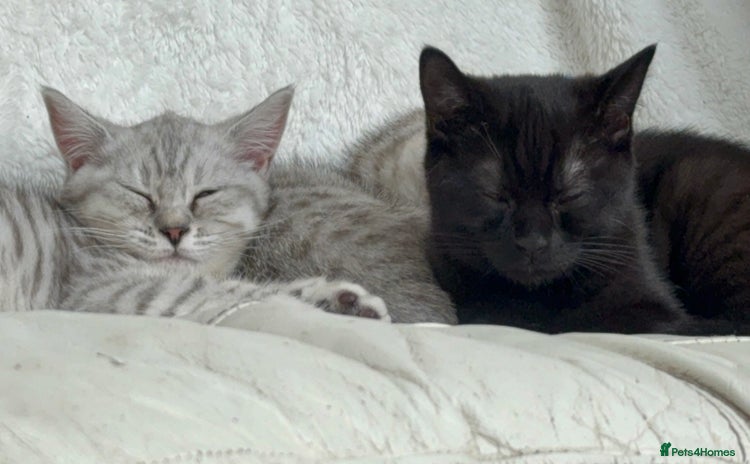 British Shorthair cats - Advert 2