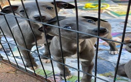 Whippet dogs for sale: 2 whippet puppies remaining ready for new homes - Image 24