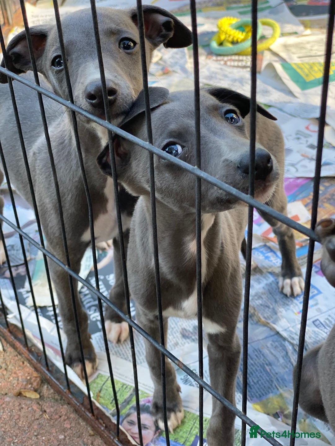 Whippet dogs for sale: 2 whippet puppies remaining ready for new homes - Image 24