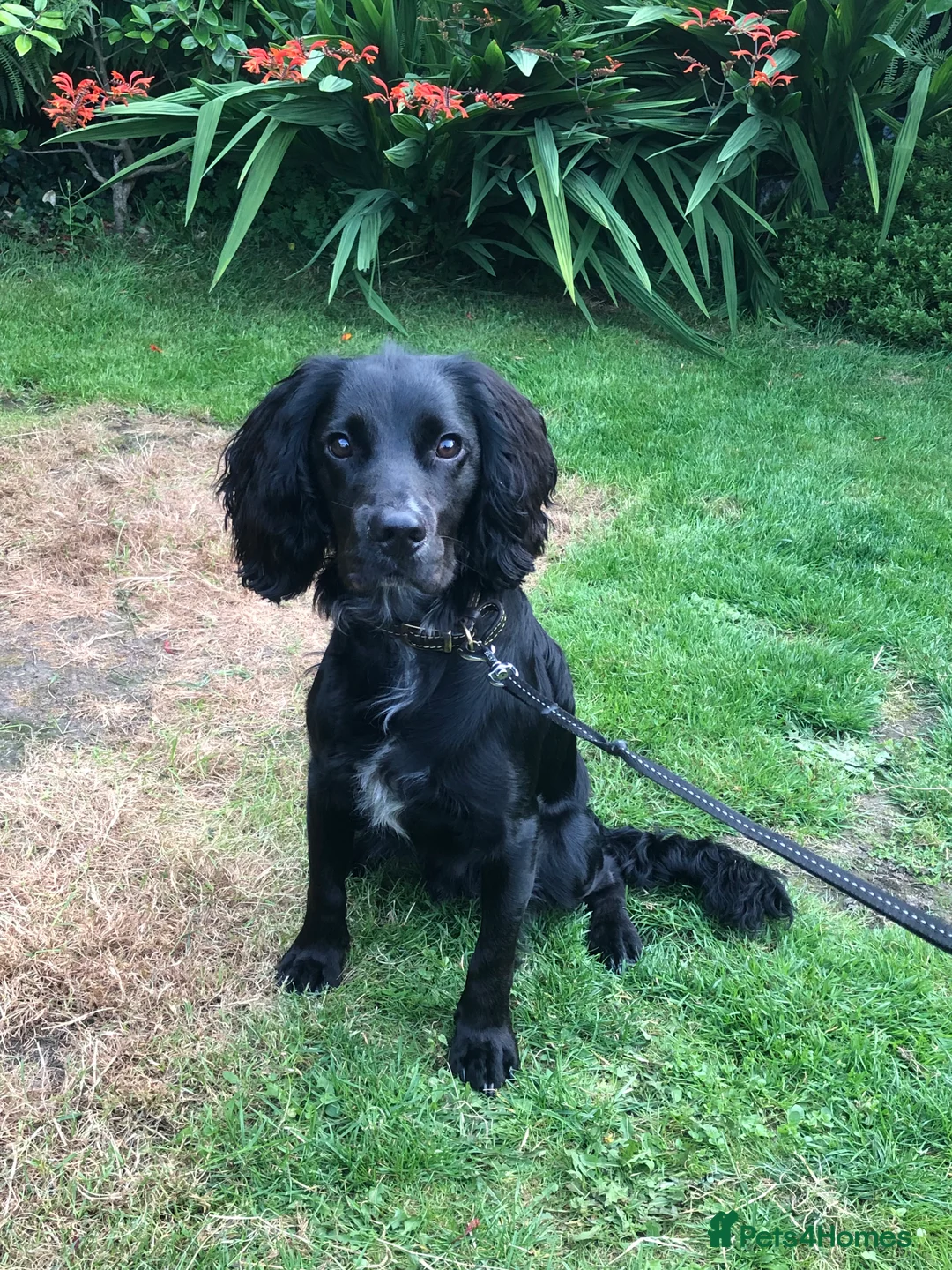 Sprocker dogs for sale: 1 Year old Sprocker Spaniel for adoption - Advert 3