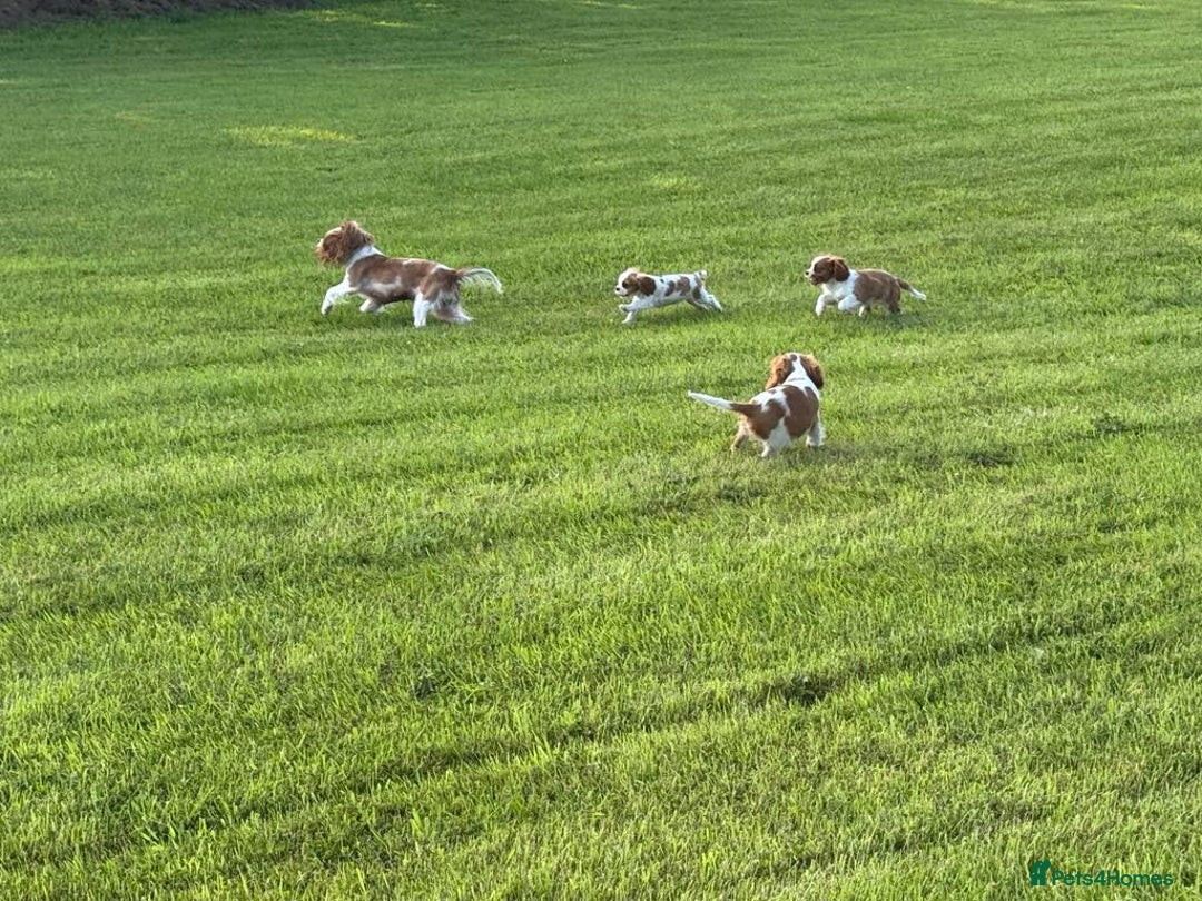 Cavalier King Charles Spaniel dogs for sale: Beautiful Blenheim Cavalier King Charles puppies - Image 19