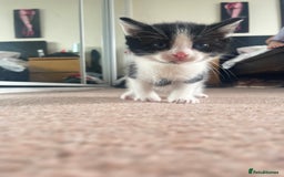 Mixed Breed cats for sale: Sweetest 5 kittens  - Image 4