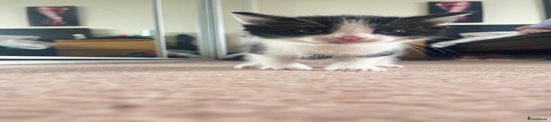 Mixed Breed Kitten 1