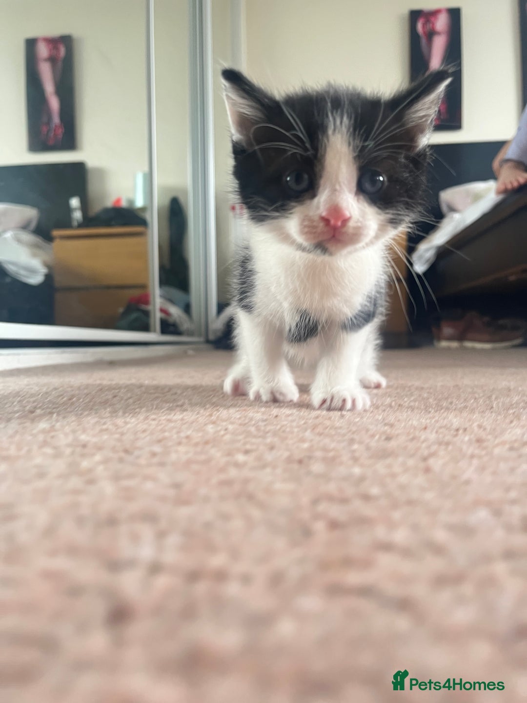 Mixed Breed cats for sale: Sweetest 5 kittens  - Image 4