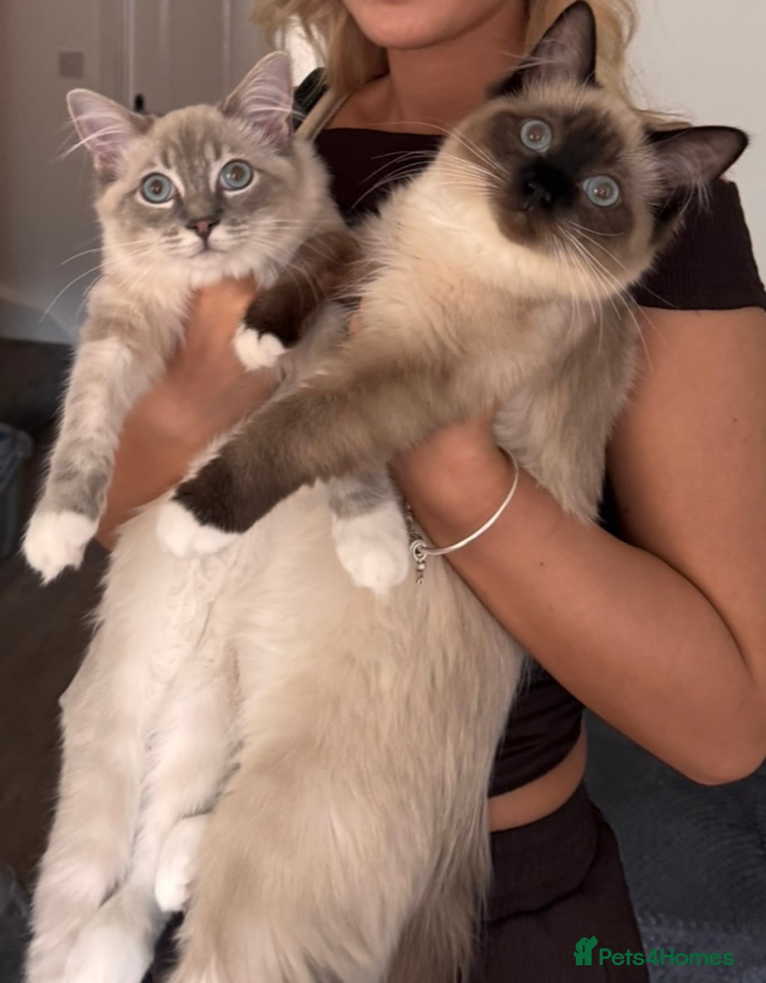 Ragdoll cats for sale: Ragdoll kittens - Image 4