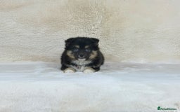 Pomsky dogs for sale: Stunning blue eyes F3 Pomsky puppies for sale  - Image 29