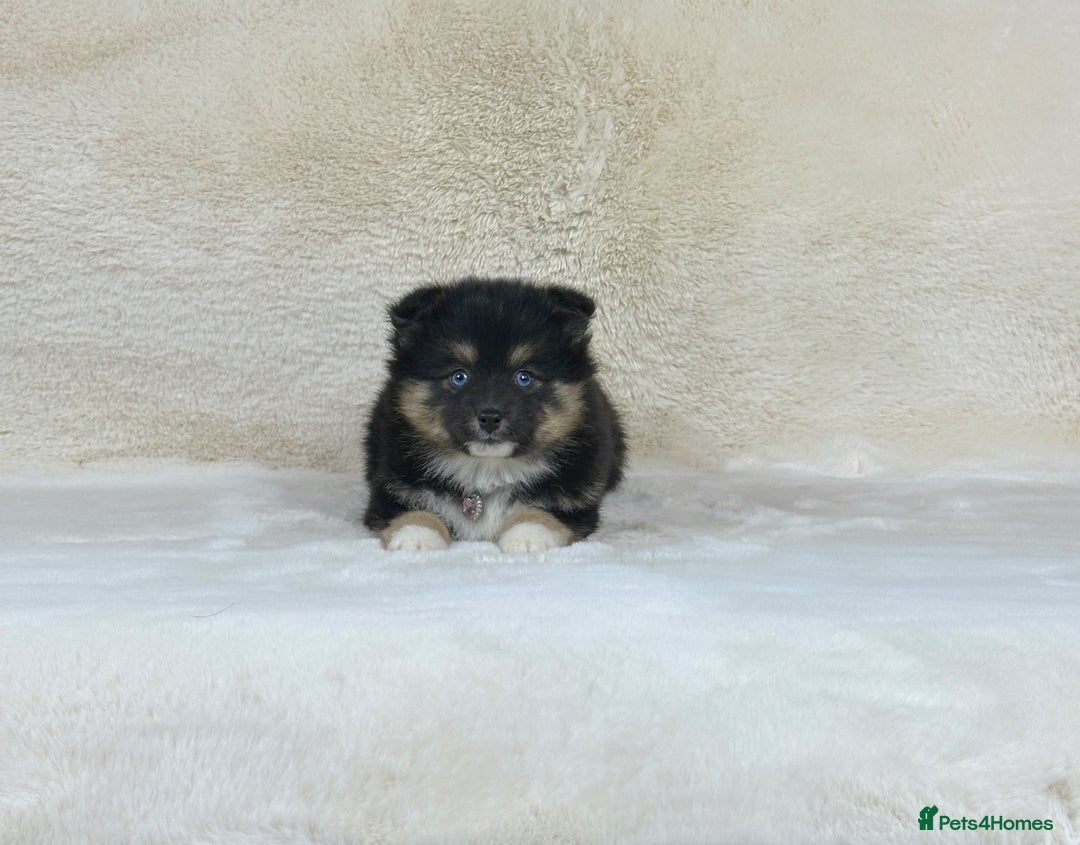 Pomsky dogs for sale: Stunning blue eyes F3 Pomsky puppies for sale  - Image 29