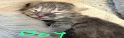 Ragcoon cats for sale: Ragdoll × Maine Coon Kittens rare colours - Advert 15