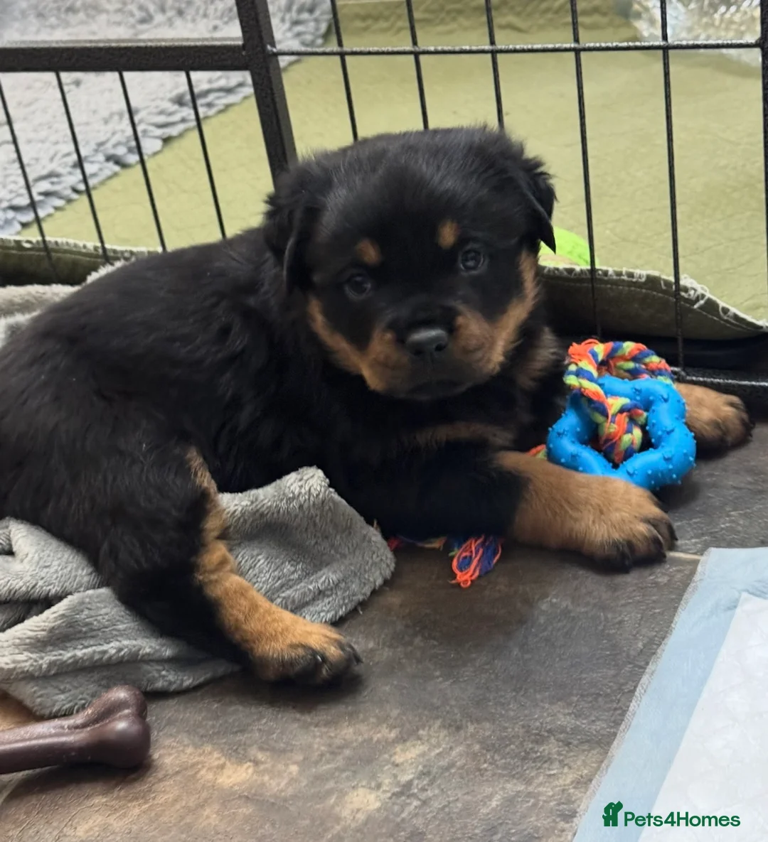 Rottweiler dogs for sale: Gorgeous Rottweiler puppies  - Advert 13