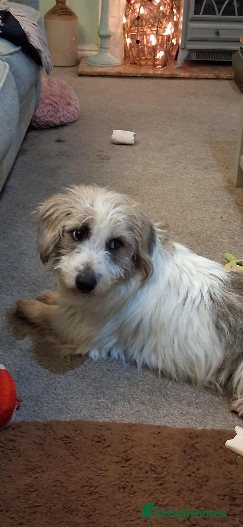 Mixed Breed dogs TINK  - Advert 3