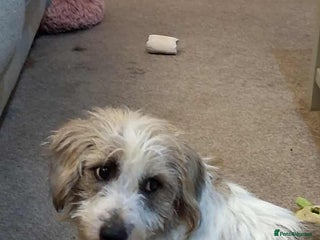 Mixed Breed dogs TINK - Advert 1