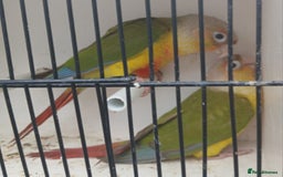 Conures birds for sale: Pineapple Conures Parent reared Dna'd  - Image 9