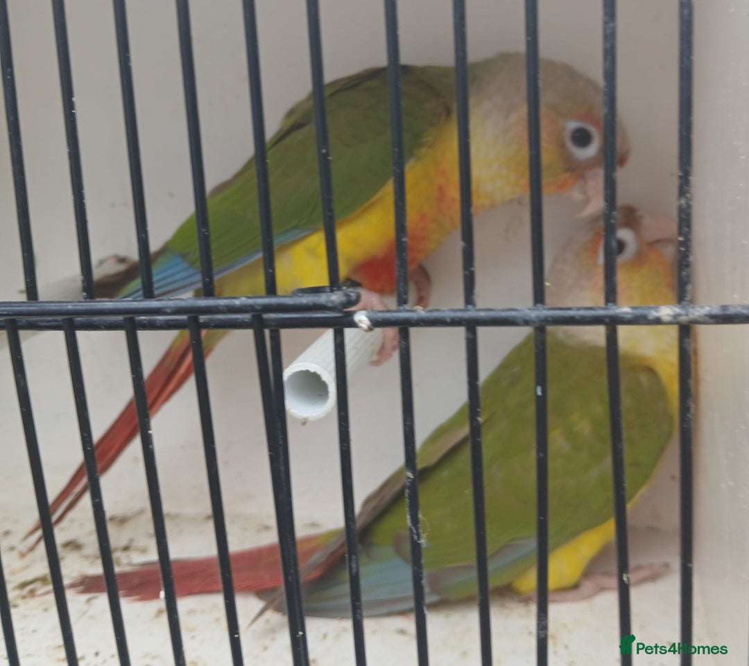 Conures birds for sale: Pineapple Conures Parent reared Dna'd  - Image 9