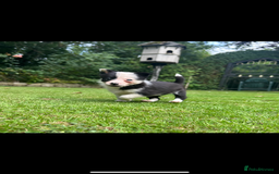 Border Collie dogs for sale: Gorgeous Border Collie Puppies  - Image 21