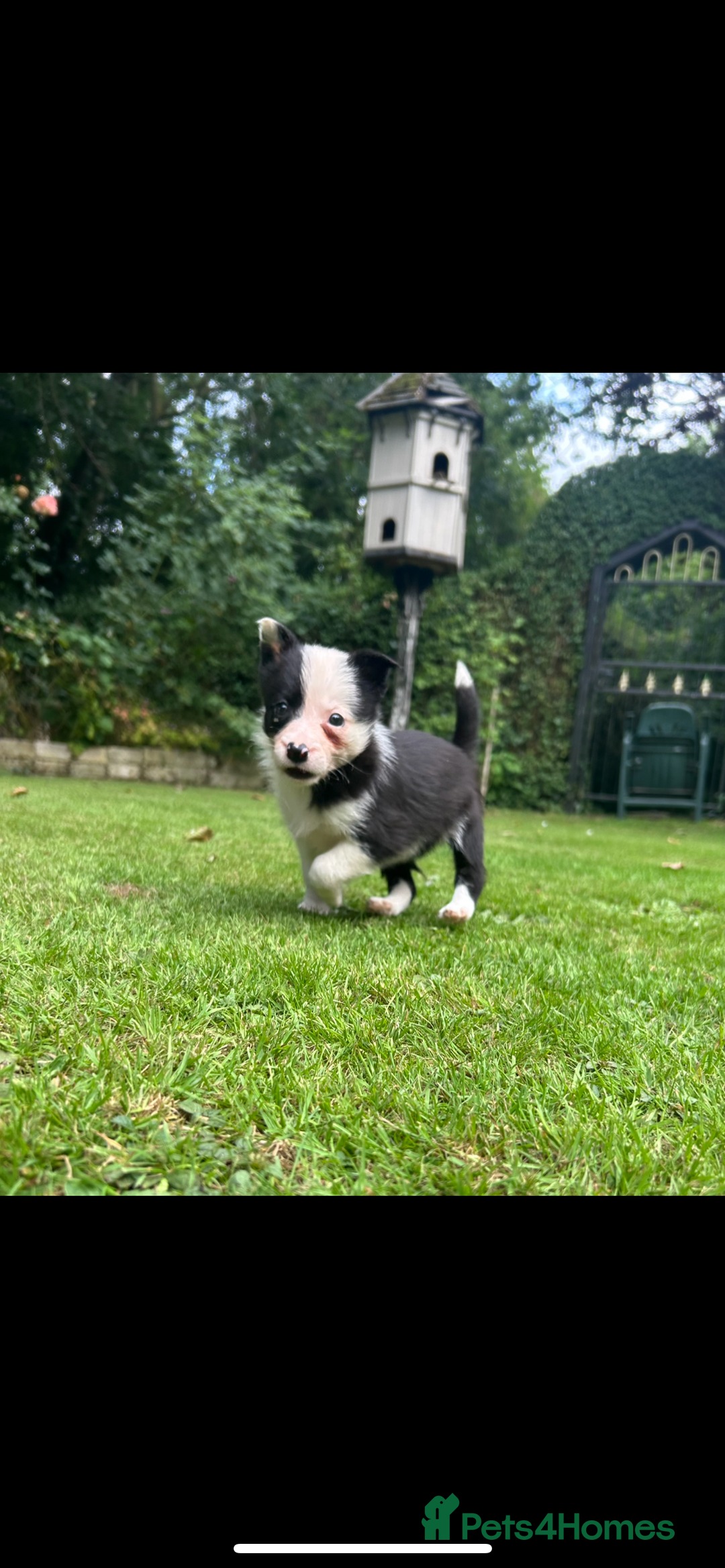 Border Collie dogs for sale: Gorgeous Border Collie Puppies  - Image 21