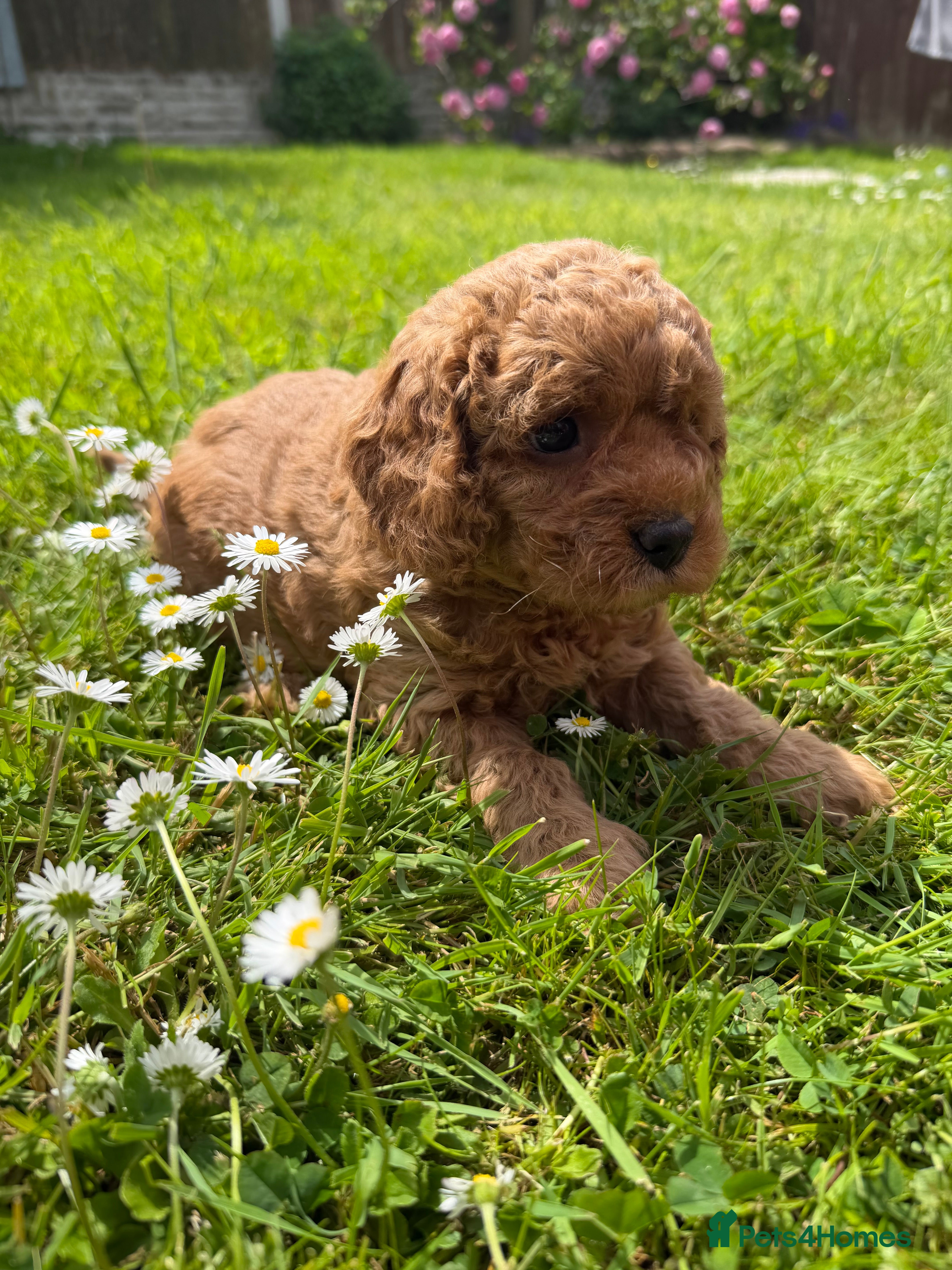 Cockapoo dogs Adorable puppies for Reservation - Advert 1