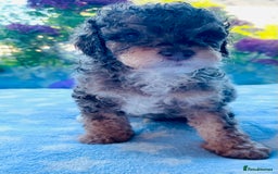 Cockapoo dogs for sale: Stunning fully DNA tested Cockapoo puppies - Image 29