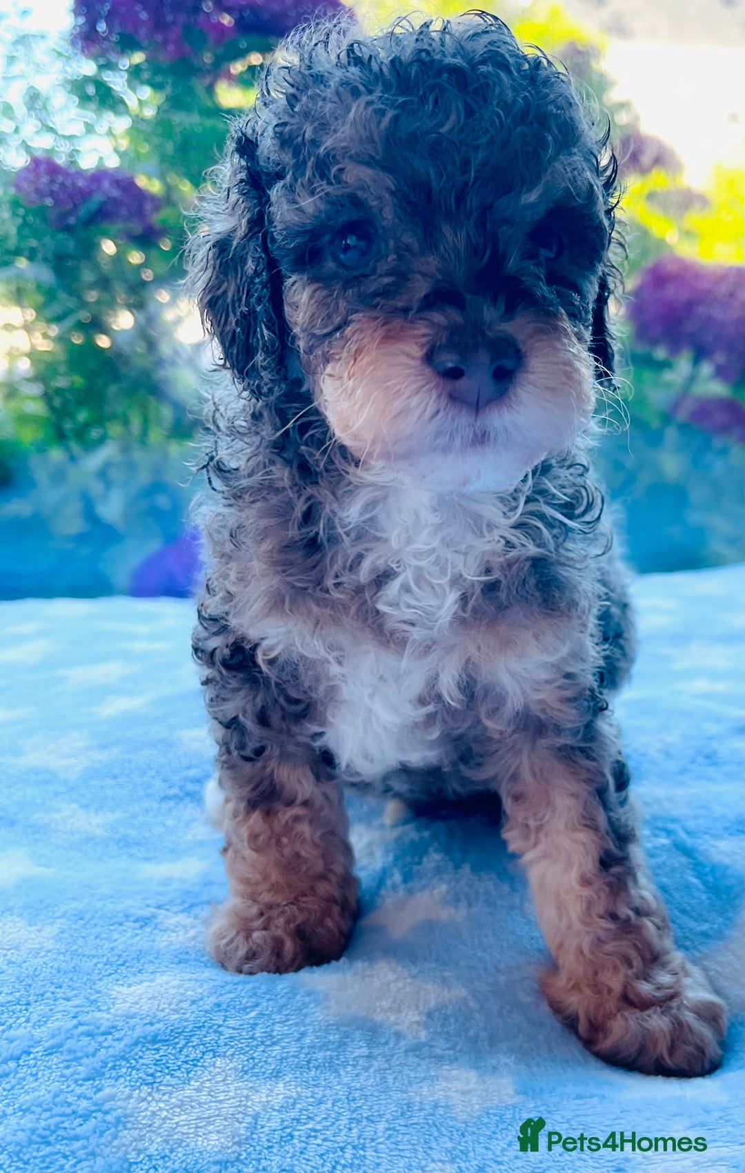 Cockapoo dogs for sale: Stunning fully DNA tested Cockapoo puppies - Image 29