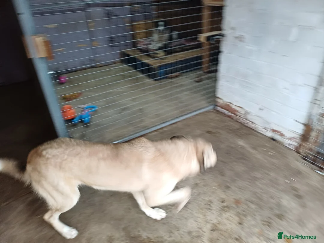 Mixed Breed dogs for adoption: 🐾 CANDY 🍯 A Gentle Soul Learning to Trust Again - Advert 7